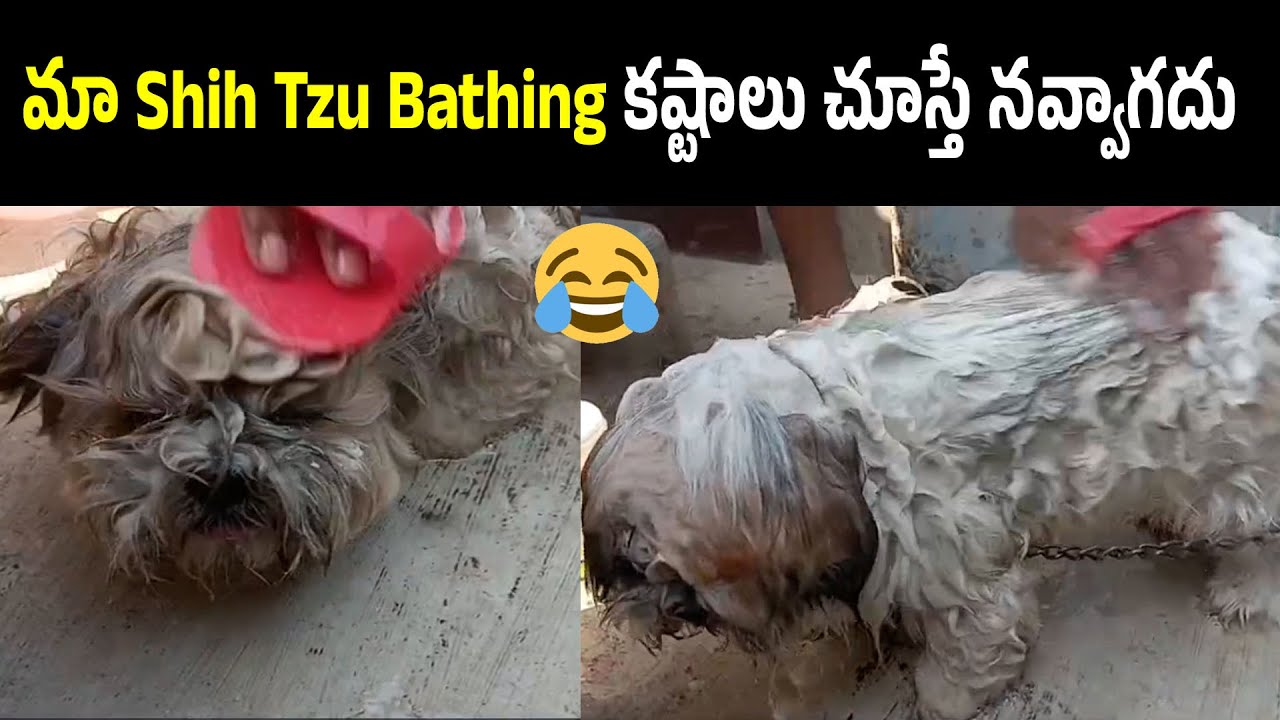My Shih Tzu’s Bathing Day 🛁 | Too Cute to Handle | Step-by-Step at Home | Pet Care In Telugu
