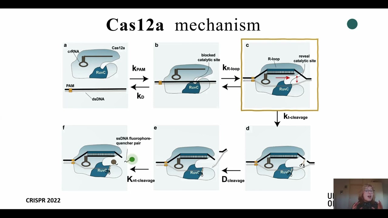 A CRISPR Cas12a Assisted in Vitro Diagnostic Tool for Identification and Quantification of Single Cp