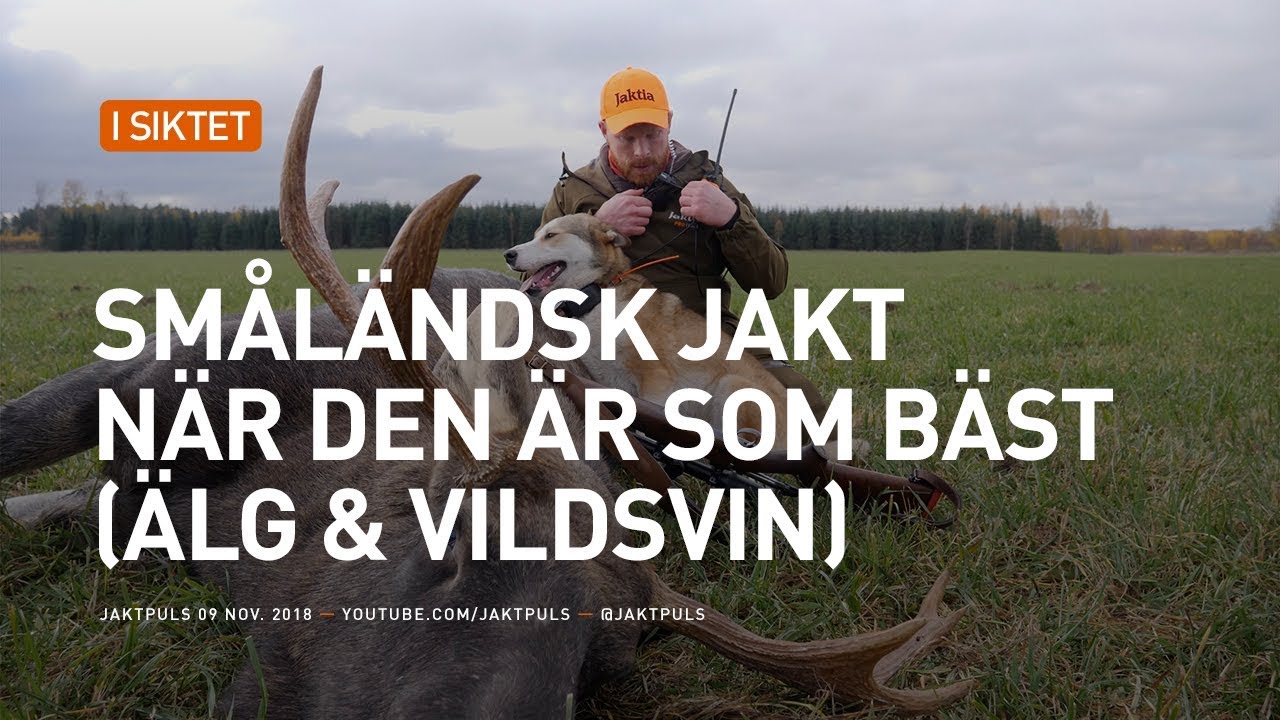 Sm&aring;l&auml;ndsk jakt n&auml;r den &auml;r som b&auml;st! (&Auml;lg & Vildsvin)