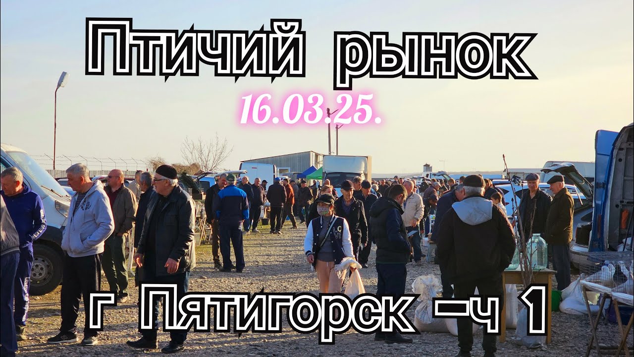 Голуби цены Птичий рынок г Пятигорск - ч1