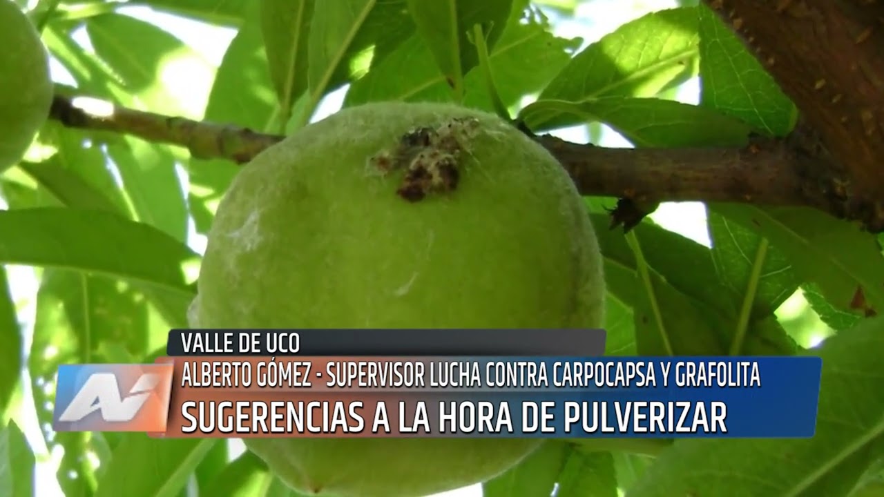 LUCHA CONTRA CARPOCAPSA Y GRAFOLITA, EMITEN EL SEGUNDO AVISO ALBERTO GOMEZ   SUPERVISOR INTA