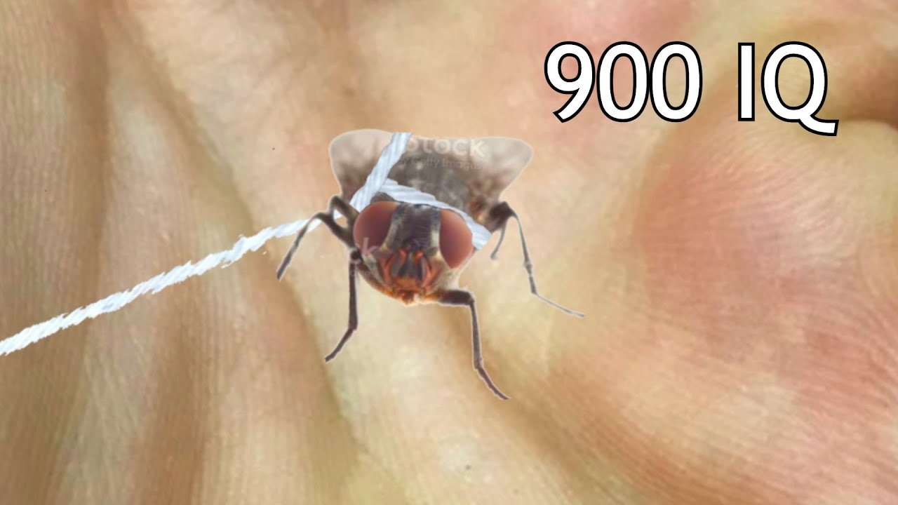 My 900 IQ Pet Fly