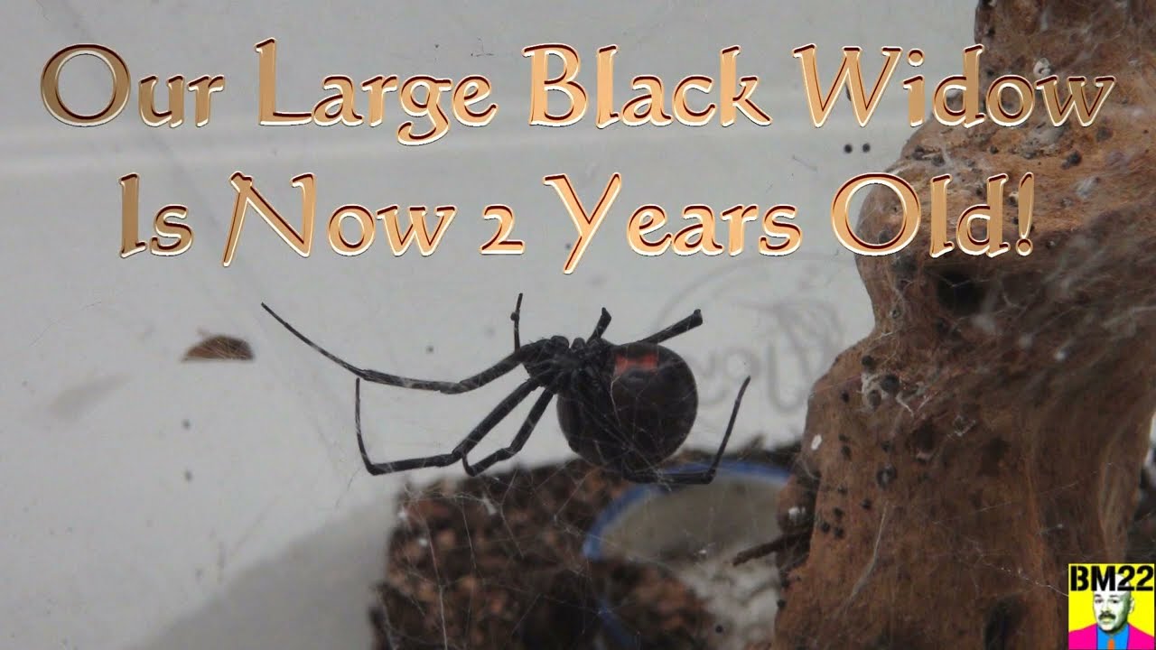 Our Large Black Widow Spider is Two Years Old; Latrodectus Hesperus