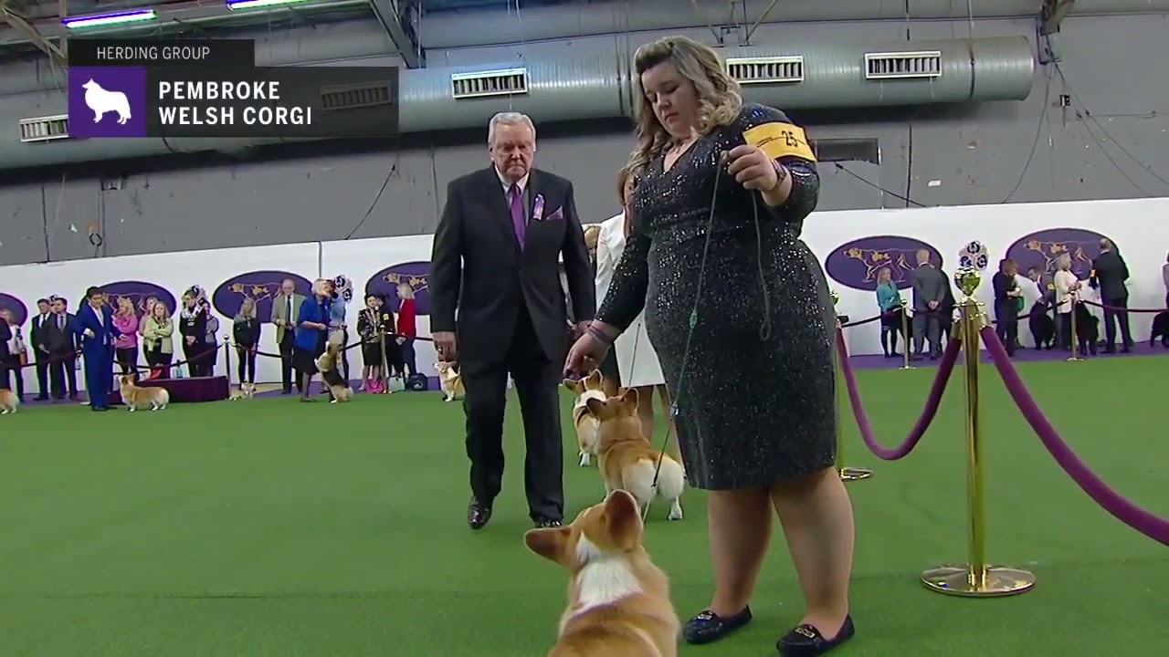 Pembroke Welsh Corgis | Breed Judging 2019