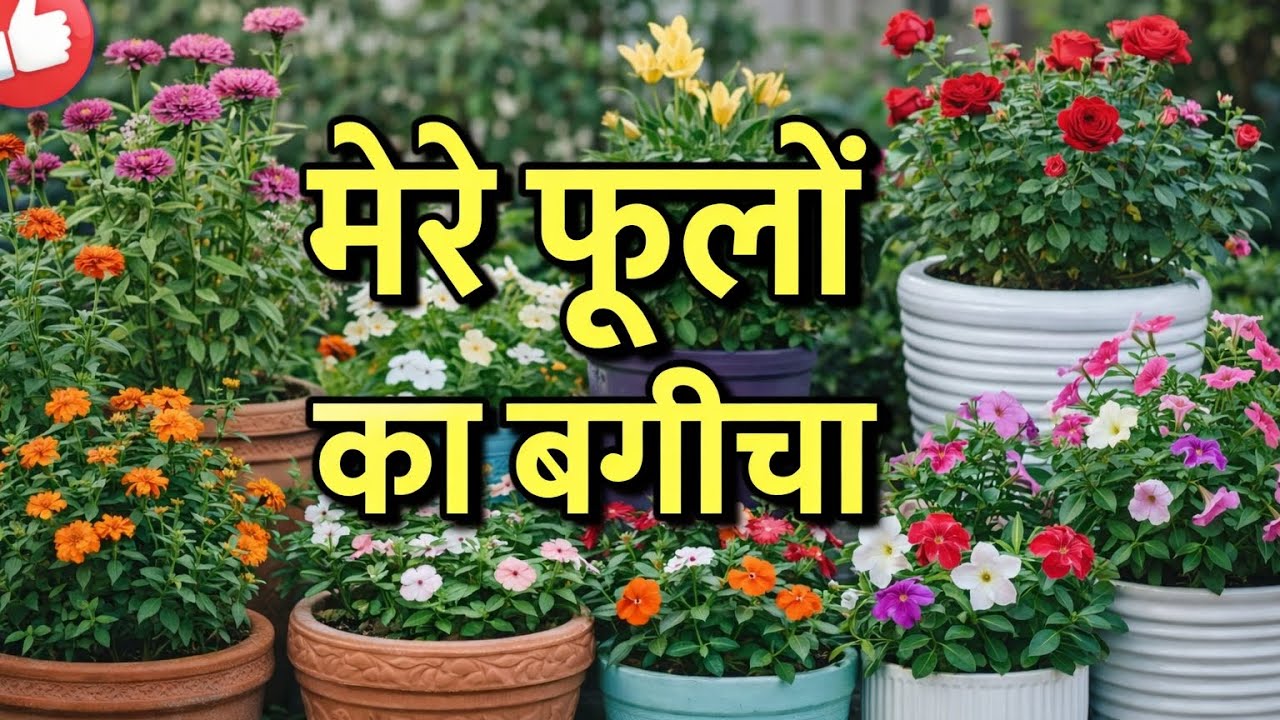 मेरे छत पर सुंदर फूलों का बगीचा #flowergarden #garden #seedsgrow #flowerseeds #plantpots #plantlover