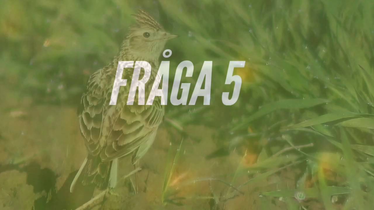 Fågelquiz för fågelvänner, del 6
