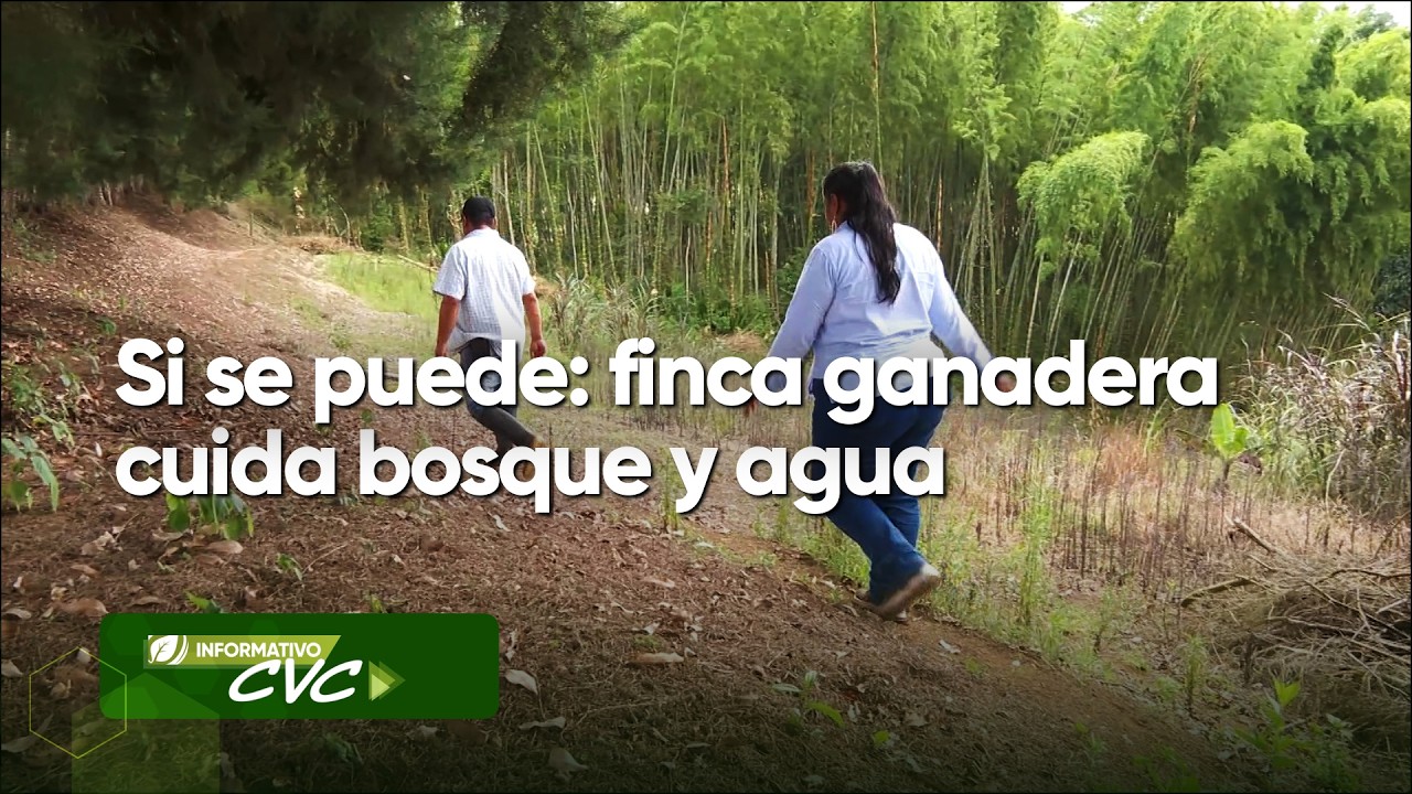 Si se puede: finca ganadera cuida bosque y agua