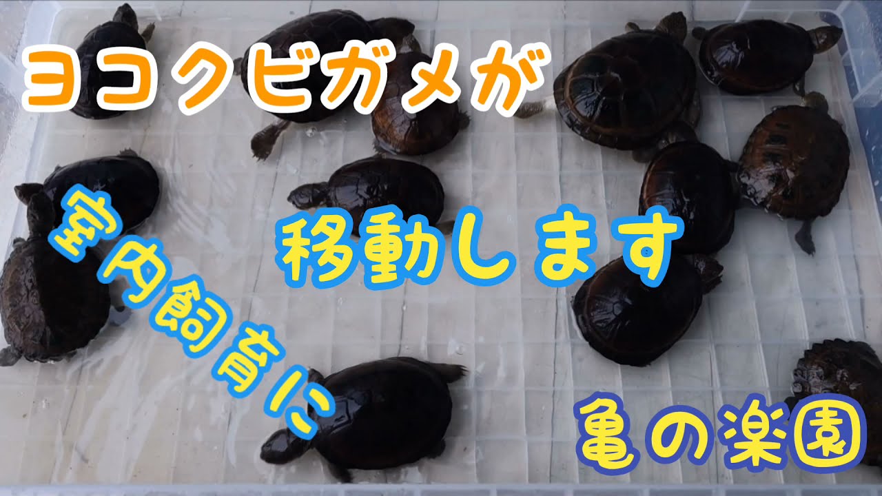 ヨコクビガメが室内飼育に移動します 亀の楽園 岡山