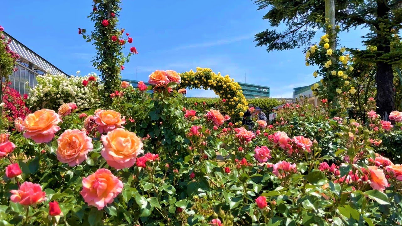 【4K】京成バラ園（千葉県八千代市） 2023年5月9日の様子 Keisei Rose Garden