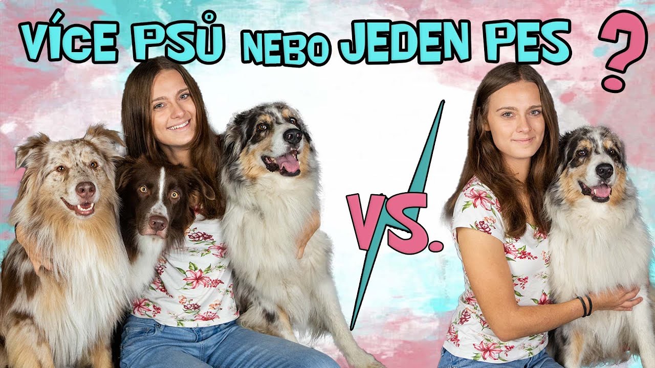 Jeden pes VS. dva a více psů | Ze života pejskařky