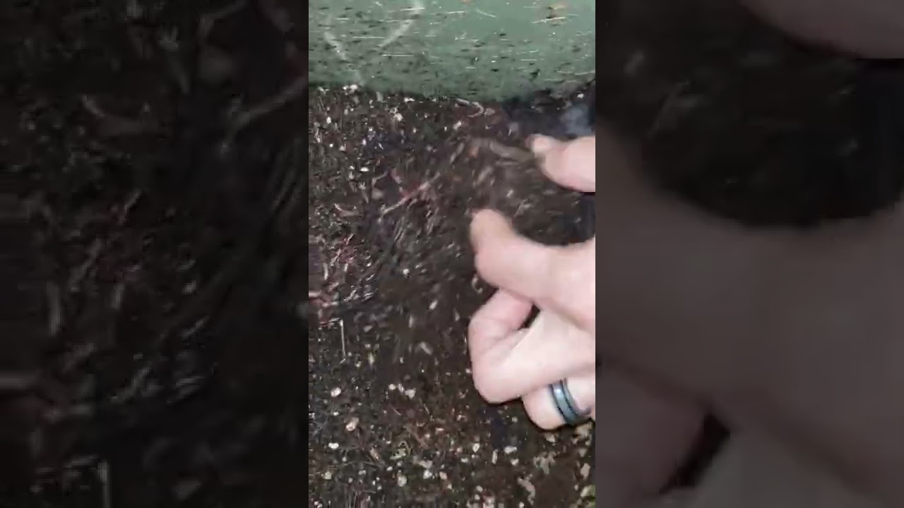 How to Grow Cannabis Organically: Look at Worm Bin