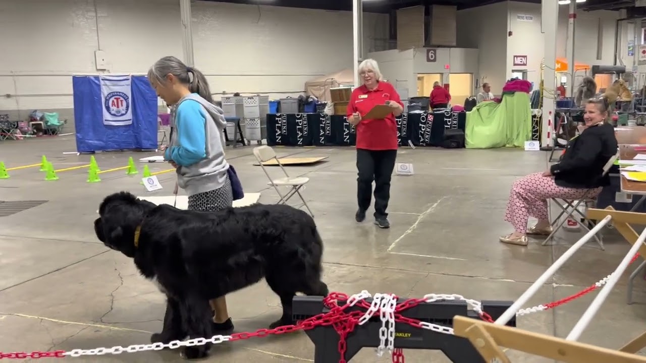 Lucy ATT (AKC Temperament Test)- Springfield, MA Oct 2022