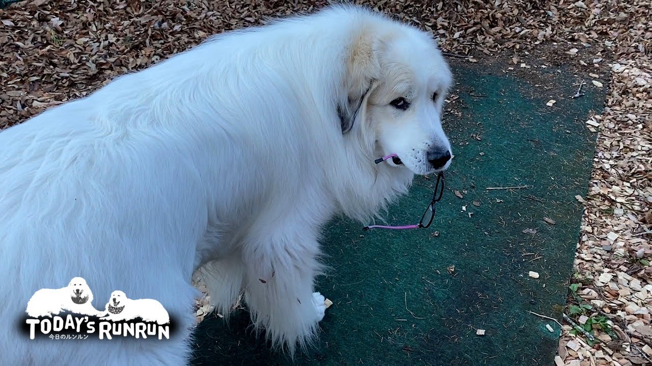 お父さんのメガネを壊して怒られたアランです　Great Pyrenees　グレートピレニーズ