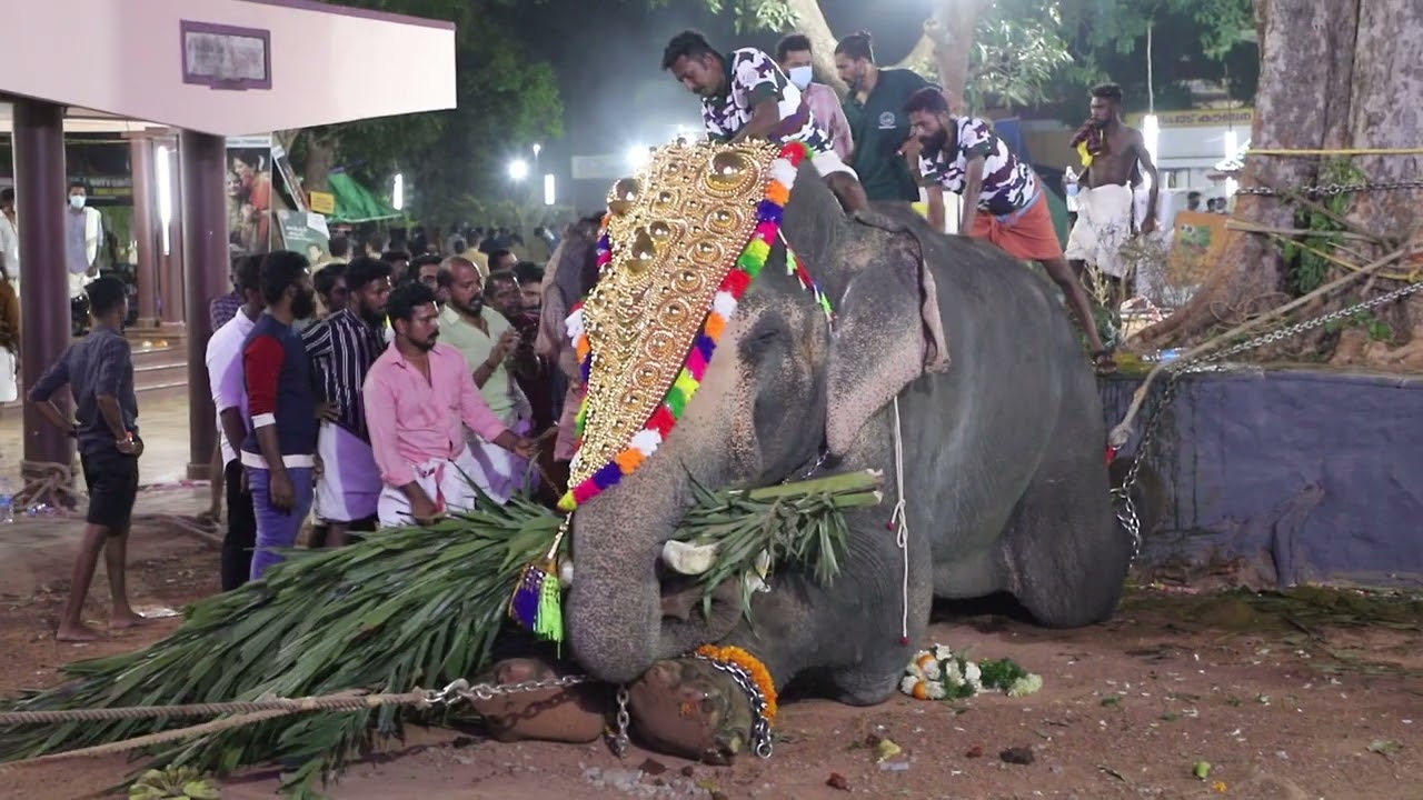 തൈപ്പൂയ മഹോൽസവത്തിനിടെ  നടന്ന എഴുന്നുള്ളിപ്പിനിടെ ഊട്ടോളി അനന്തൻ എന്ന ആന ഇടഞ്ഞപ്പോൾ .
