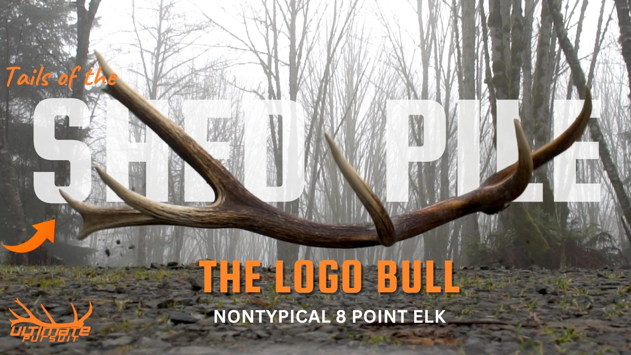 The Logo Bull 8 Point Elk shed story!