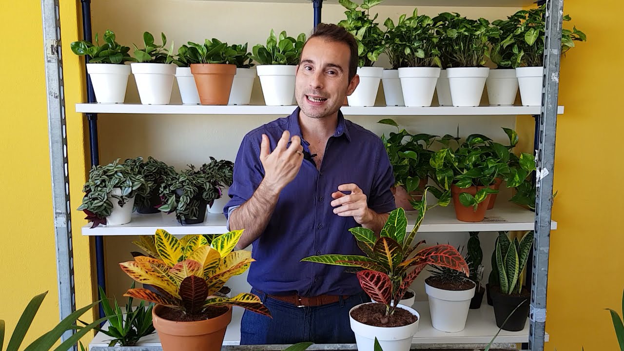 Cuidados de tu PLANTA CROTÓN (Codiaeum variegatum)
