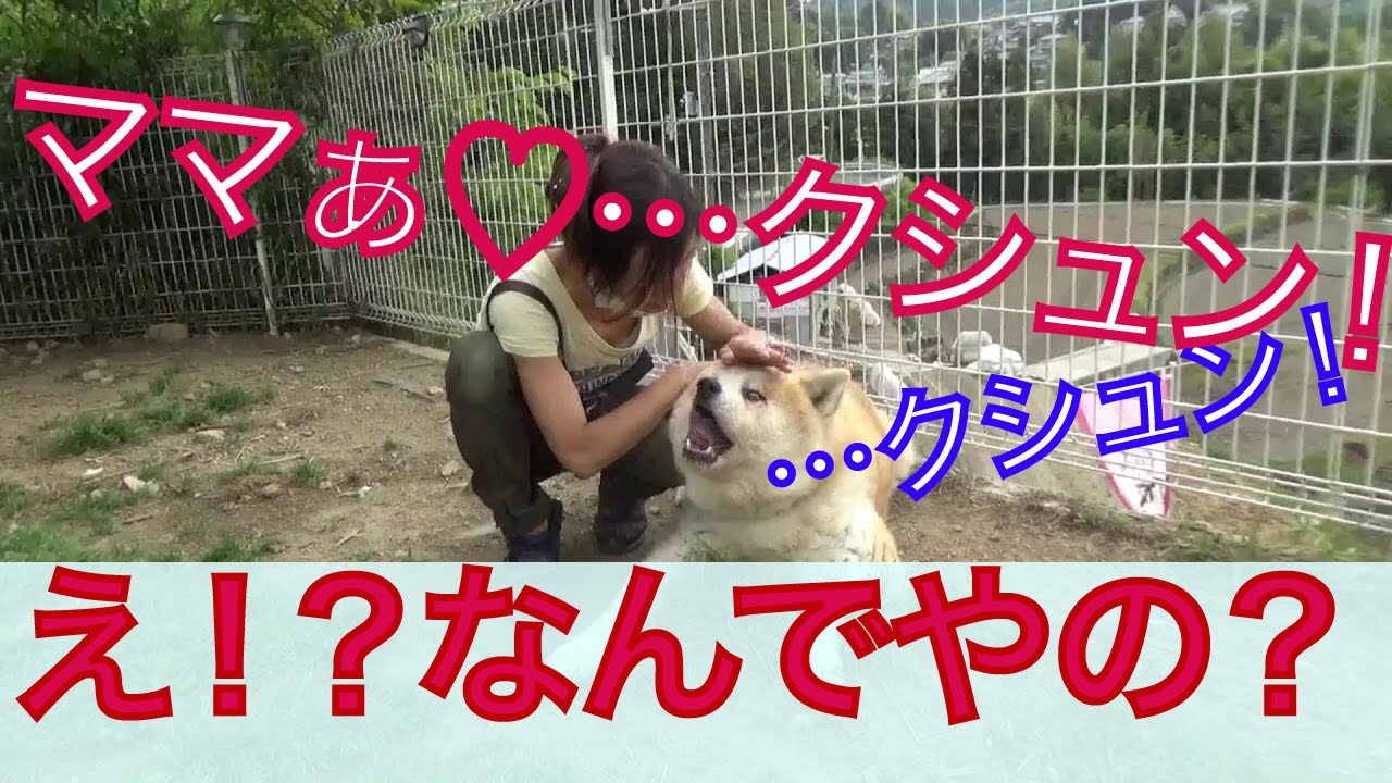 【取扱注意】元超凶暴秋田犬アキラはなぜママに…？