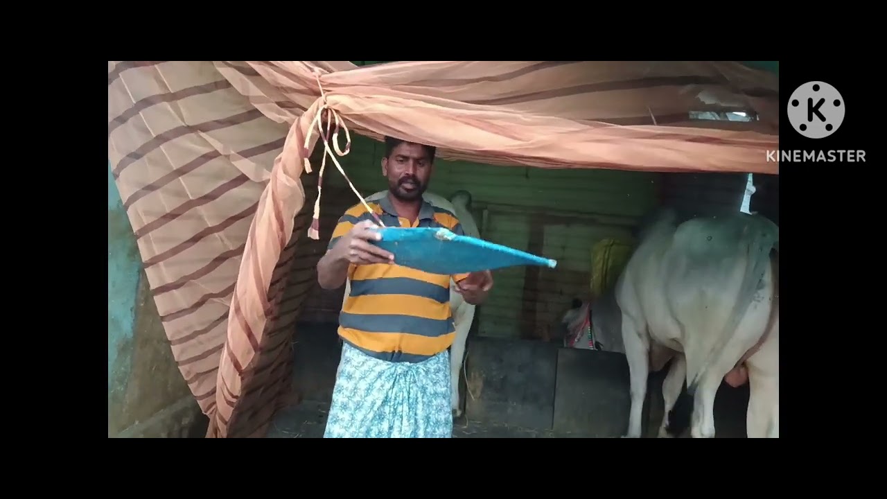 9390831700 ఎద్దులు అమ్మకానికి వచ్చినవి కావాలీ అనేవాళ్ళు ఇనెంబర్ కాల్ చేయండి#trending #viral #shorts 