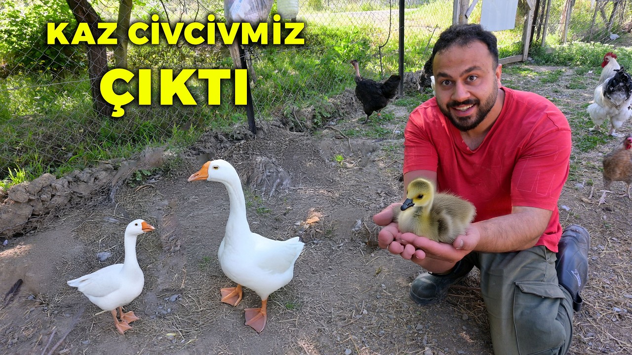 🦢 İNANILMAZ! Sadece Bir Kaz Yavrusu Çıktı 😱 - Dünyanın En Küçük Anne Tavuğu ve En Tatlı Civcivleri