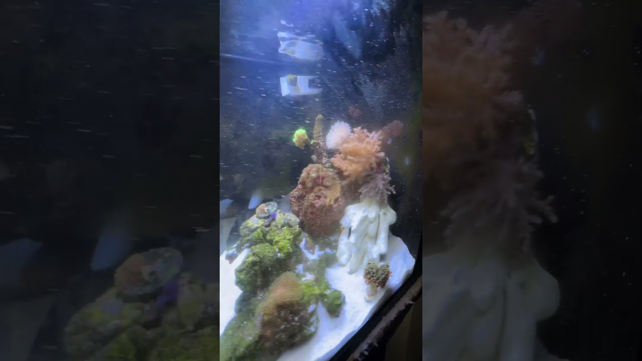 Back from vacation back to caring for these fishtanks and reptiles 