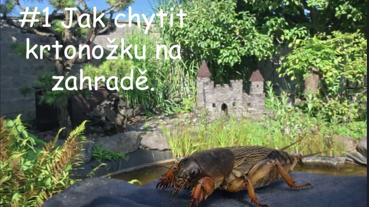 Chytání sumců na krtonožku. #1 Jak chytit krtonožku na zahradě.