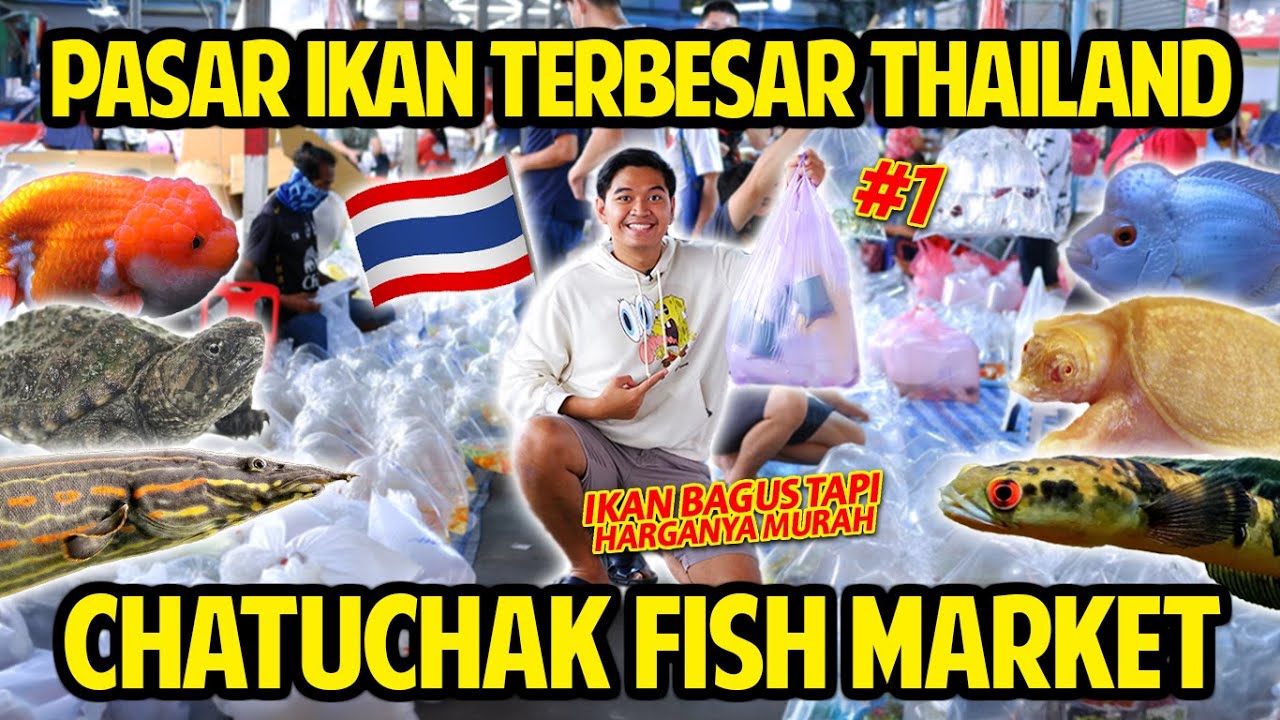 GAK NYANGKA HARGANYA SEMURAH INI! GREBEK PASAR IKAN TERBESAR DI THAILAND! CHATUCHAK FISH MARKET!