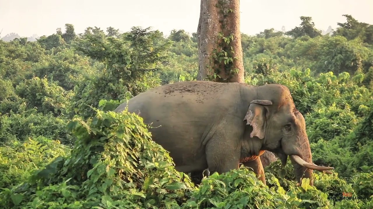 MAJESTIC Tusker Elephant Roaming Wild in Buxa Forest! 🌳​🐘 
