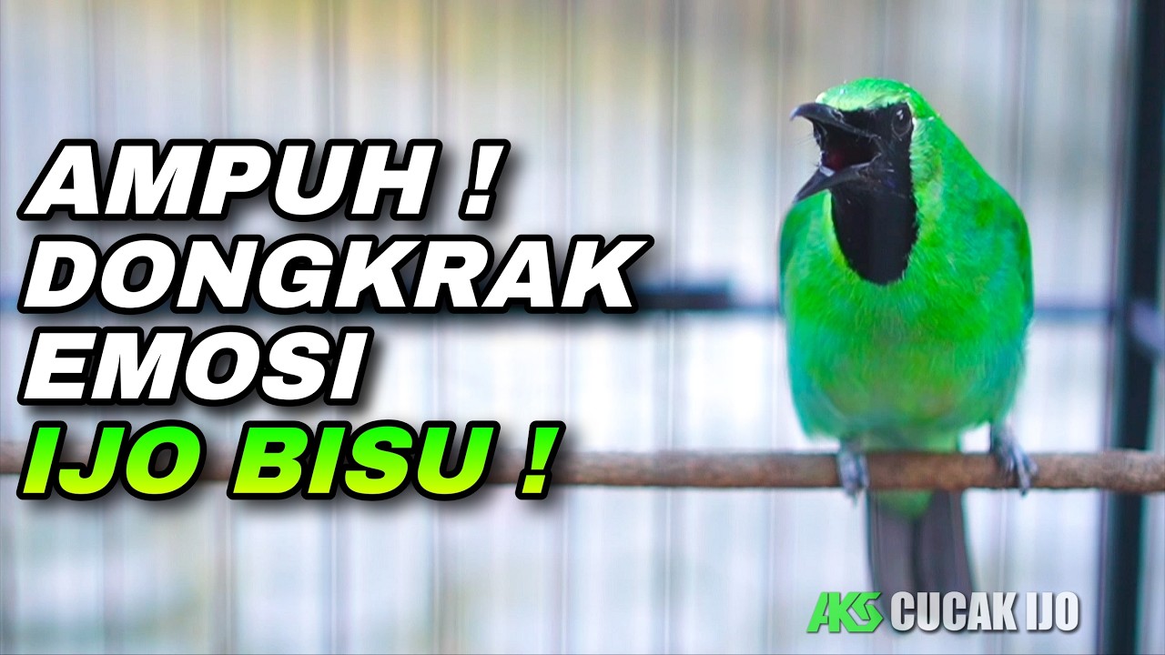 PANCINGAN CUCAK IJO GACOR BUKA PARUH TEMBAKAN PEDAS COCOK UNTUK DONGKRAK EMOSI IJO BISU
