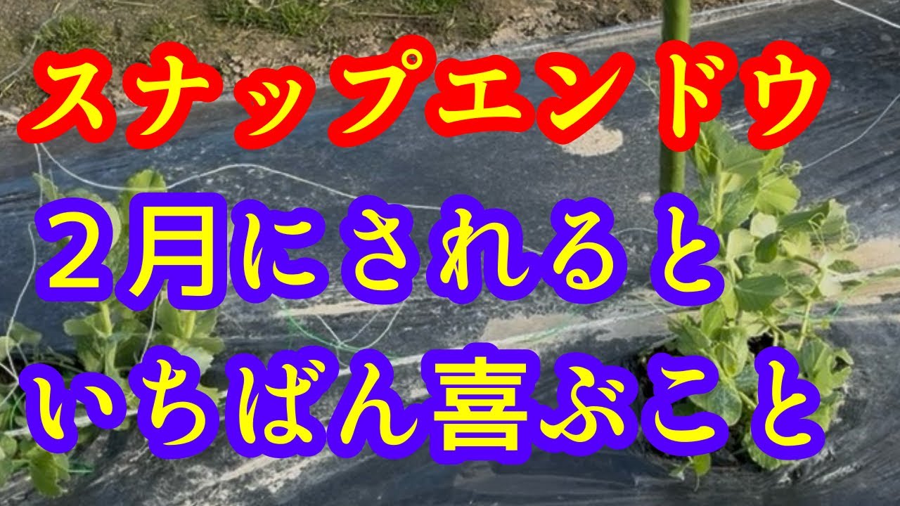 【スナップエンドウ】２月にされると1番喜ぶこととは？追肥でも、水やりでもありません。