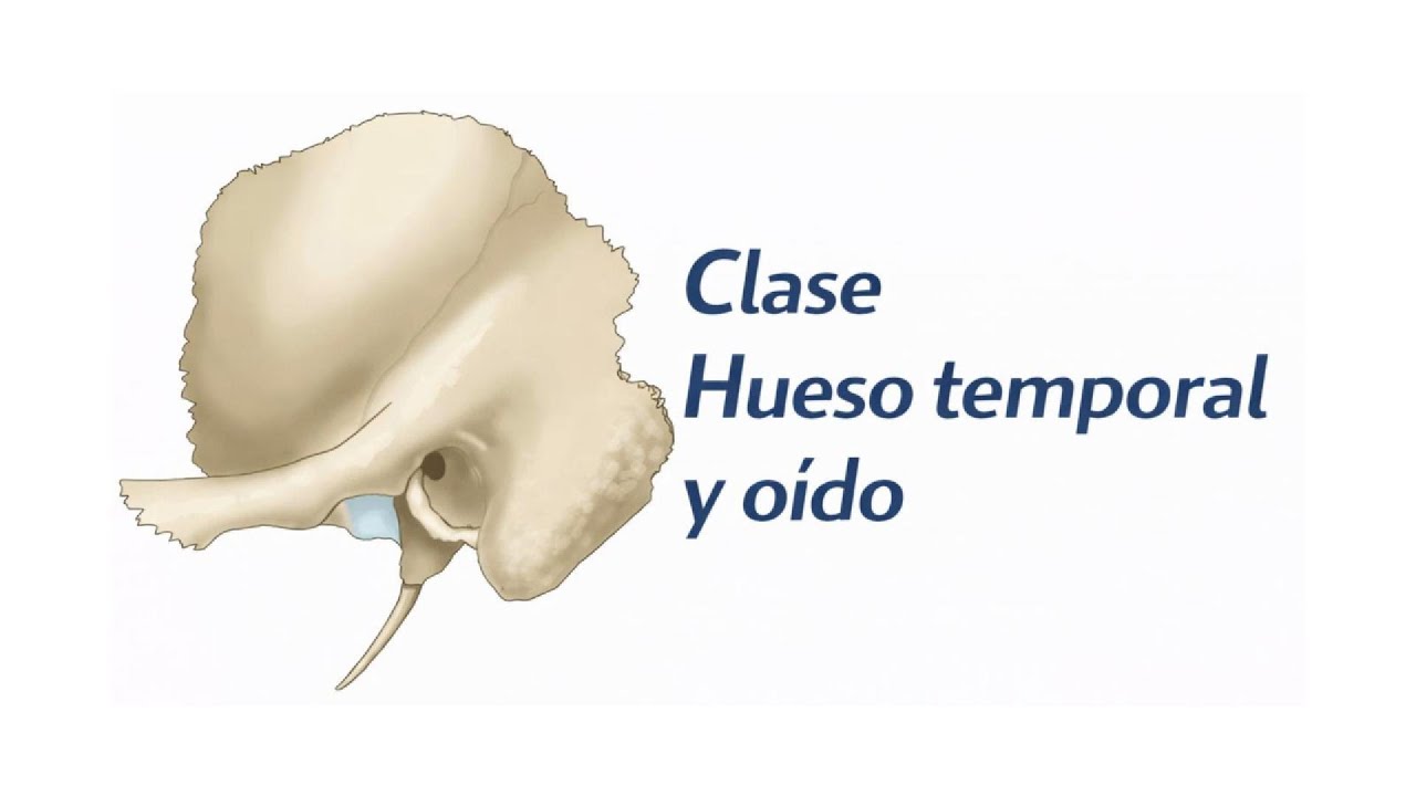 Clase de anatomía. Hueso temporal y oído