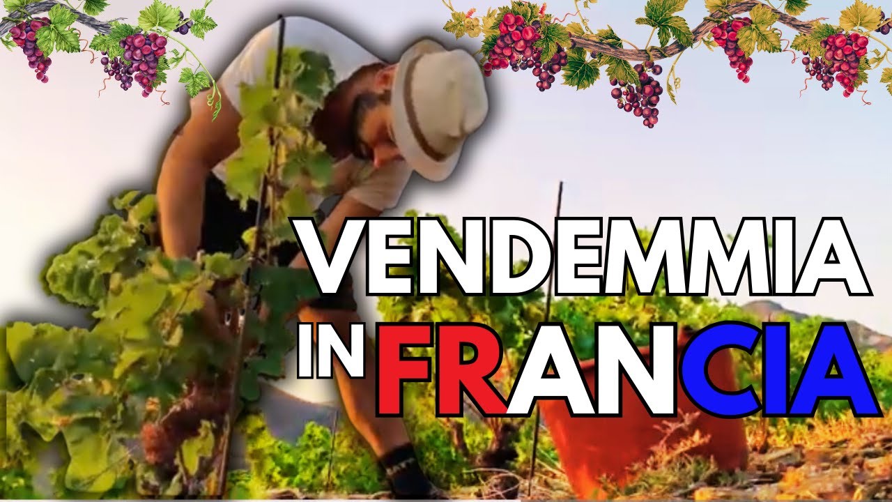 Una giornata in vigna francese - [Lavorare in Francia]