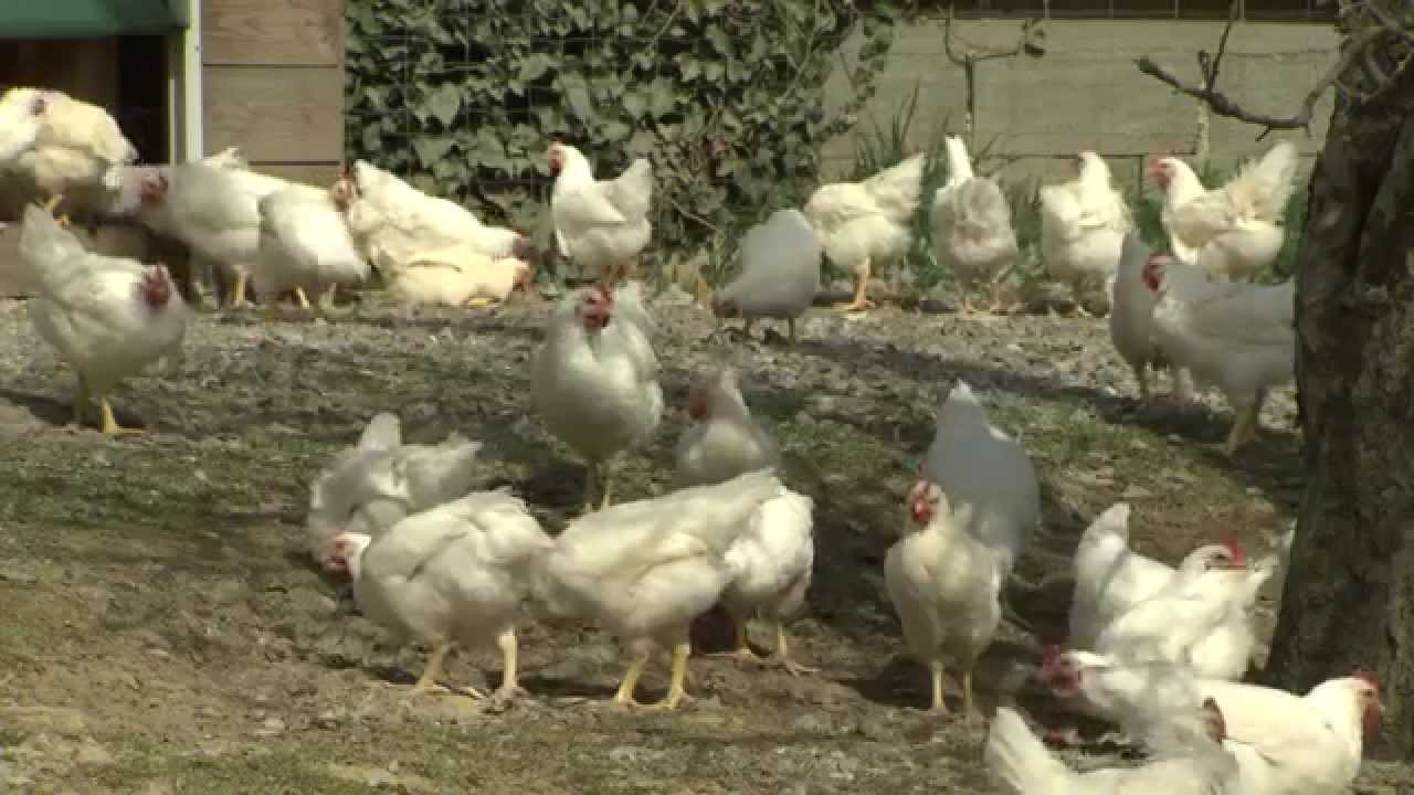 Steirische Landwirtschaft - Bio Mastgeflügel
