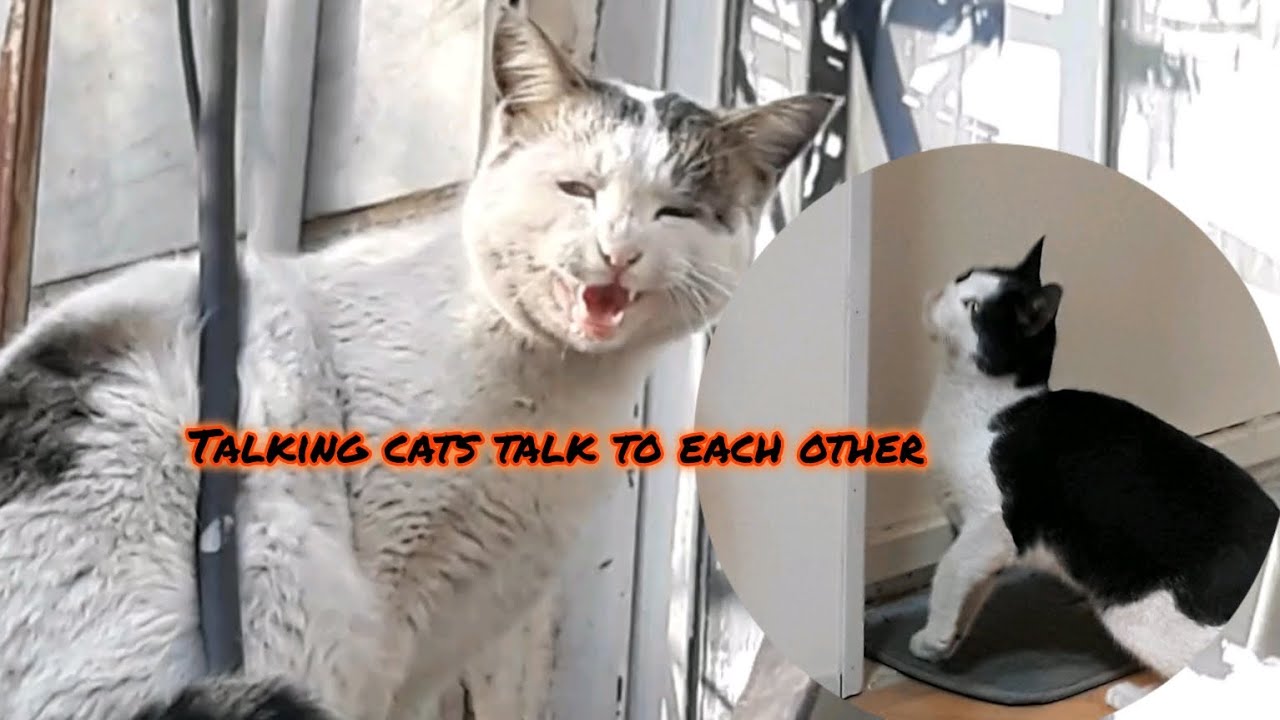 Talking cats talk to each other😨