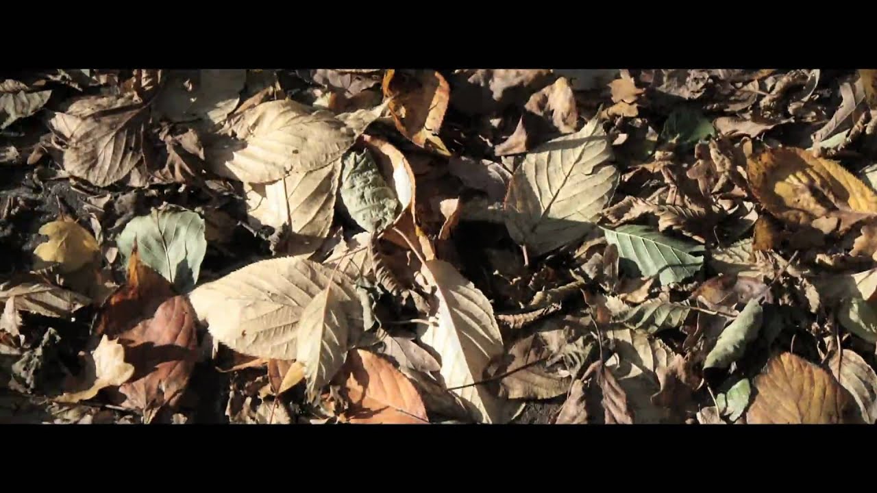 Floweffekt - Flugblätter