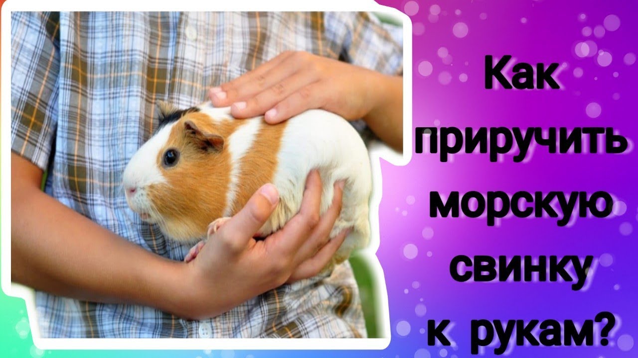Svinki Family Blog:Как приручить морскую свинку к рукам?/знакомство/общение