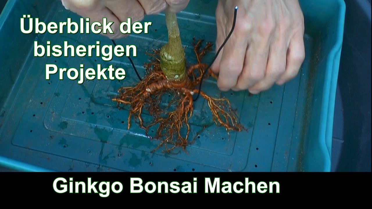 Ginkgo zum Bonsai machen Schneiden und Einpflanzen einfach machen