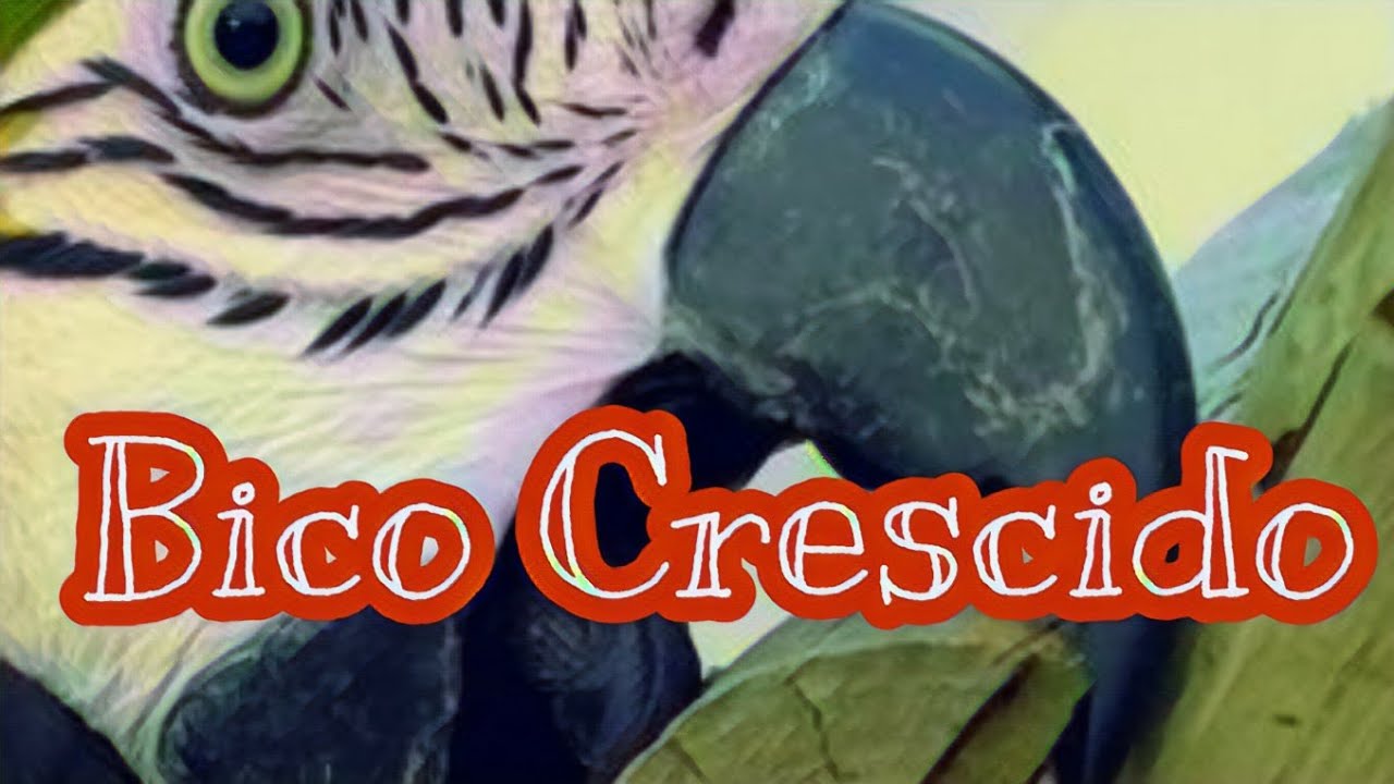 Crescimento Excessivo do Bico