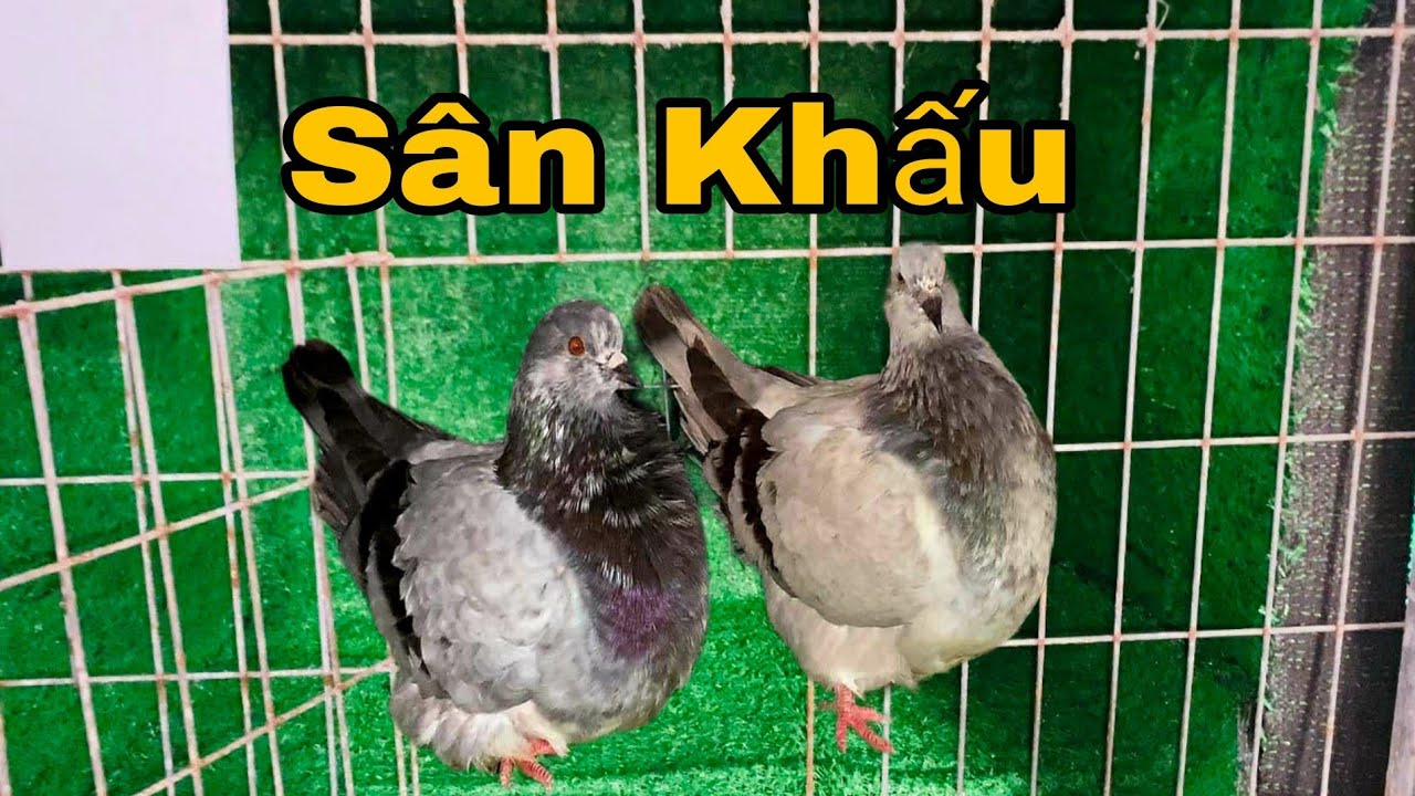 VỆ SINH CHUỒNG TR.ẠI VÀ LÀM SÂN KHẤU ĐỂ SHOW BỒ CÂU/VGC