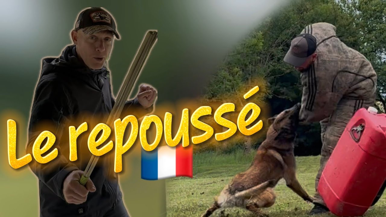 💡TUTO RING FRANÇAIS 🇫🇷 Comment apprendre le repoussé de bras à nos chiens ? Technique mordant 💥