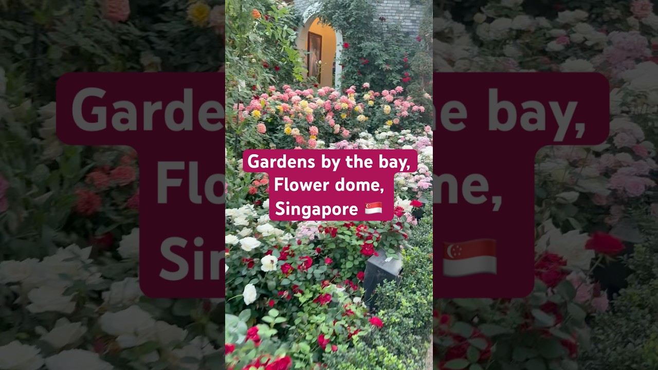 Must visit place in Singapore, Gardens by the bay, Flower dome. #trending #singapore