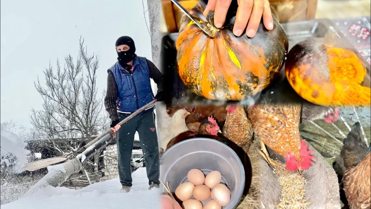 ԴԴՈՒՄ ԽՈՐՈՎԵՑԻՆՔ - Վիտամիններ Ձմռանը Թռչունների համար