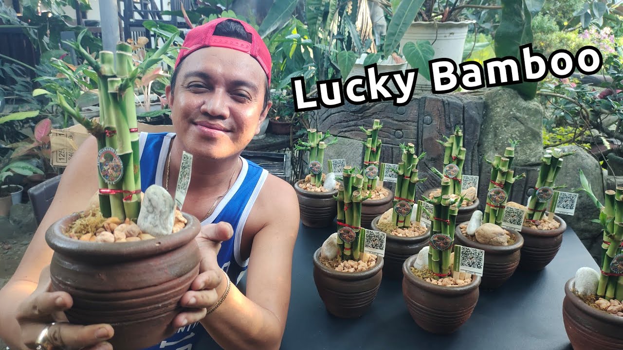 LUCKY BAMBOO ARRANGEMENT | 28th HALAMANAN FESTIVAL TOKEN