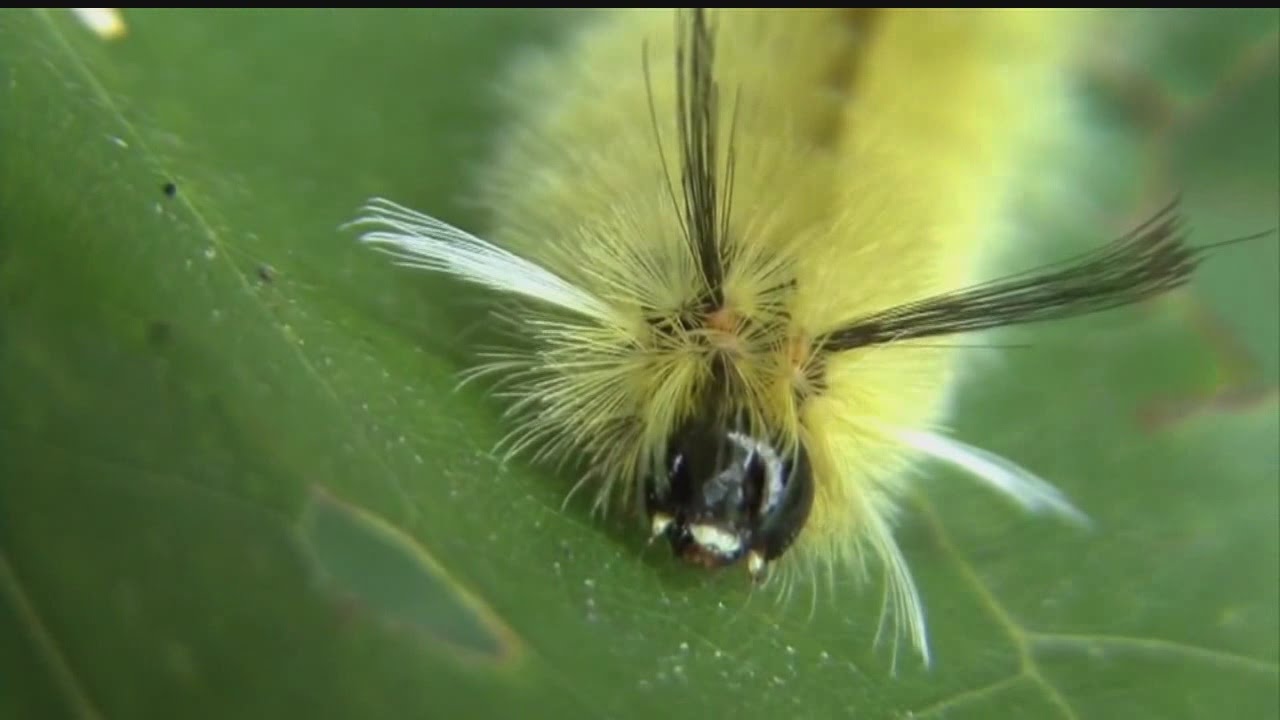 Poisonous stinging hair caterpillars can cause itchy reaction