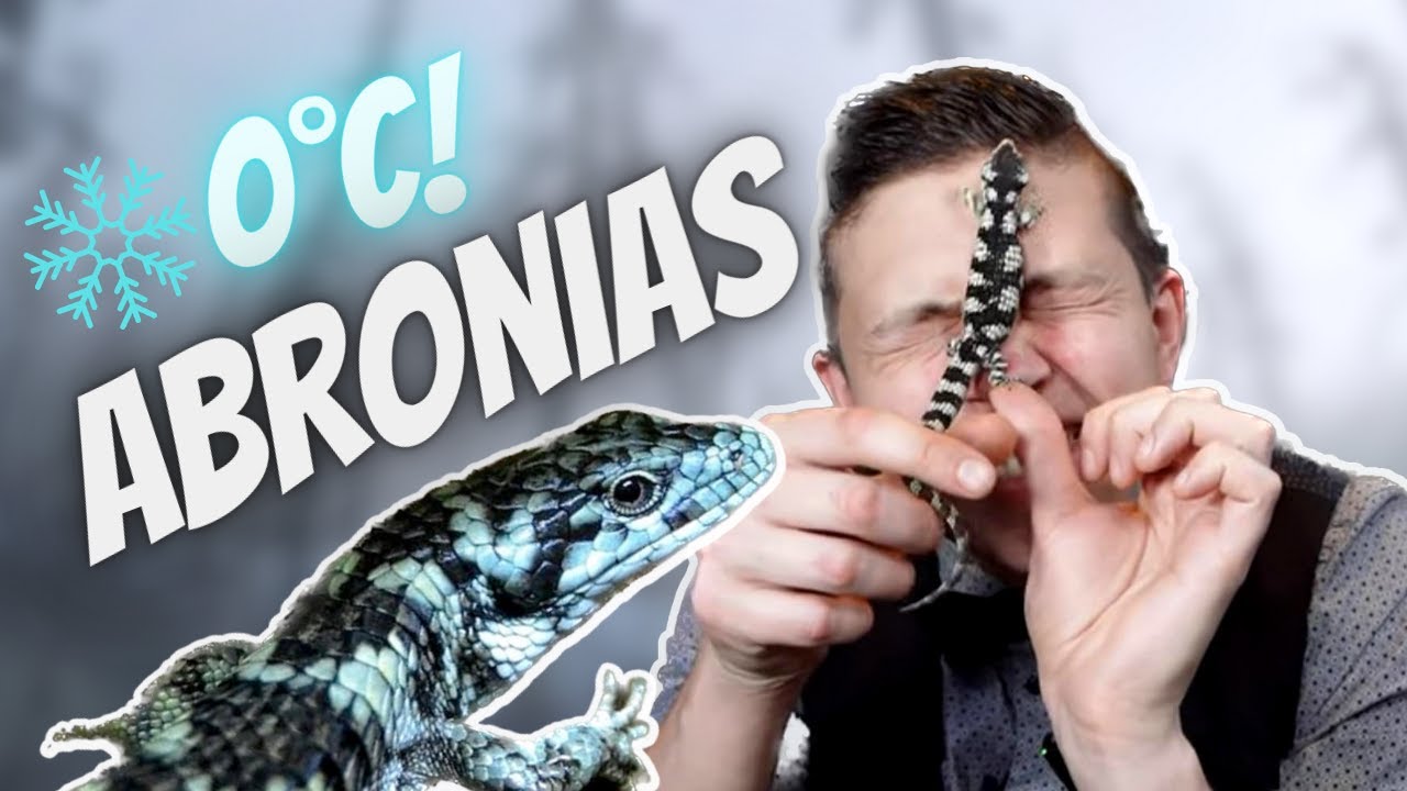 LES LÉZARDS D'EXCEPTION (Abronia taeniata) - [La Minute Animale - Ep3]