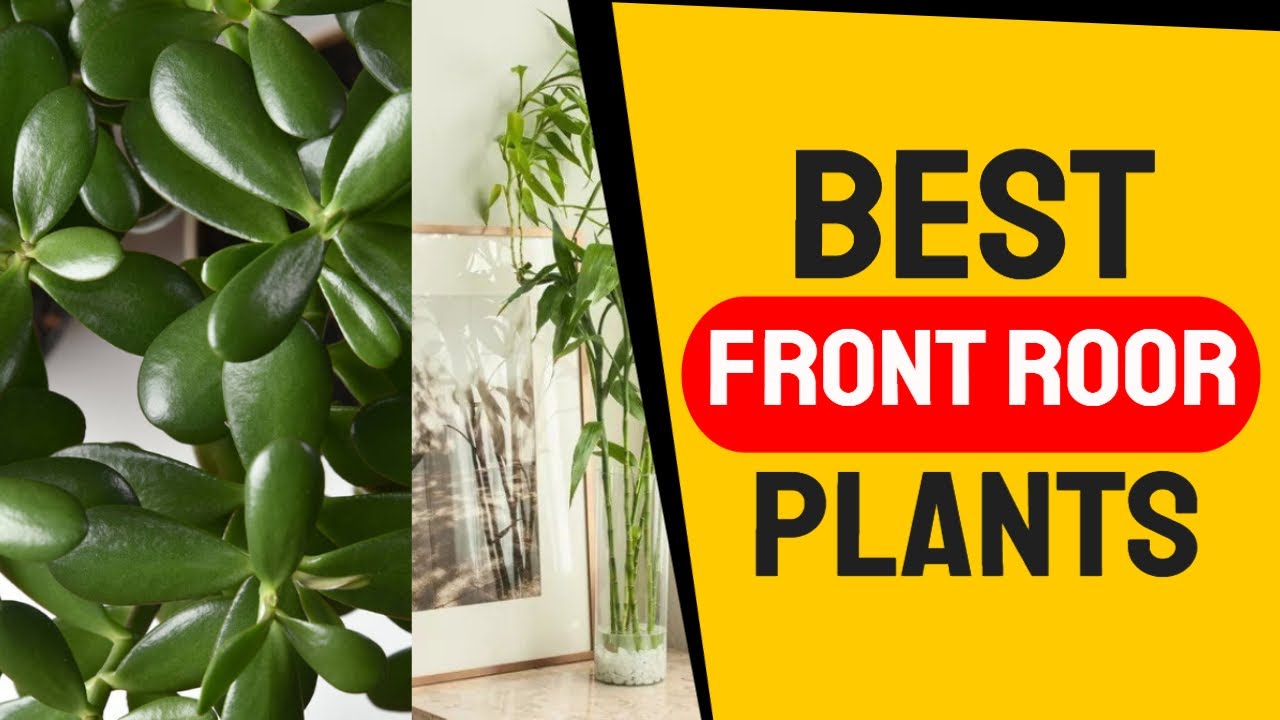 The Best Front Door Plants for Good Feng Shui