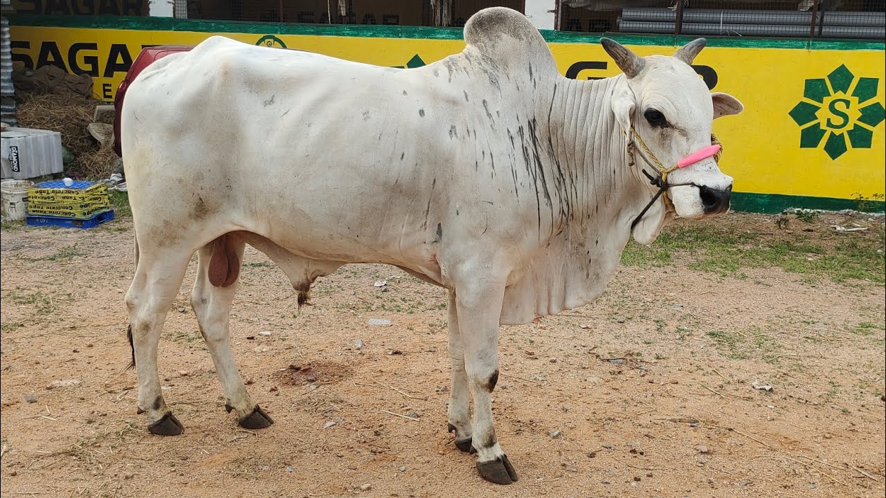 pure quality Ongole bulls in Hyderabad mallapur | aggressive bulls in Hyderabad mallapur bypass road