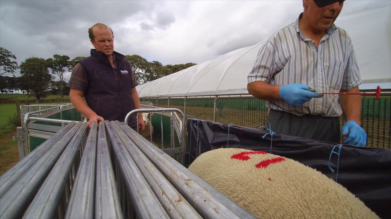 Getting ready for on farm ram sale