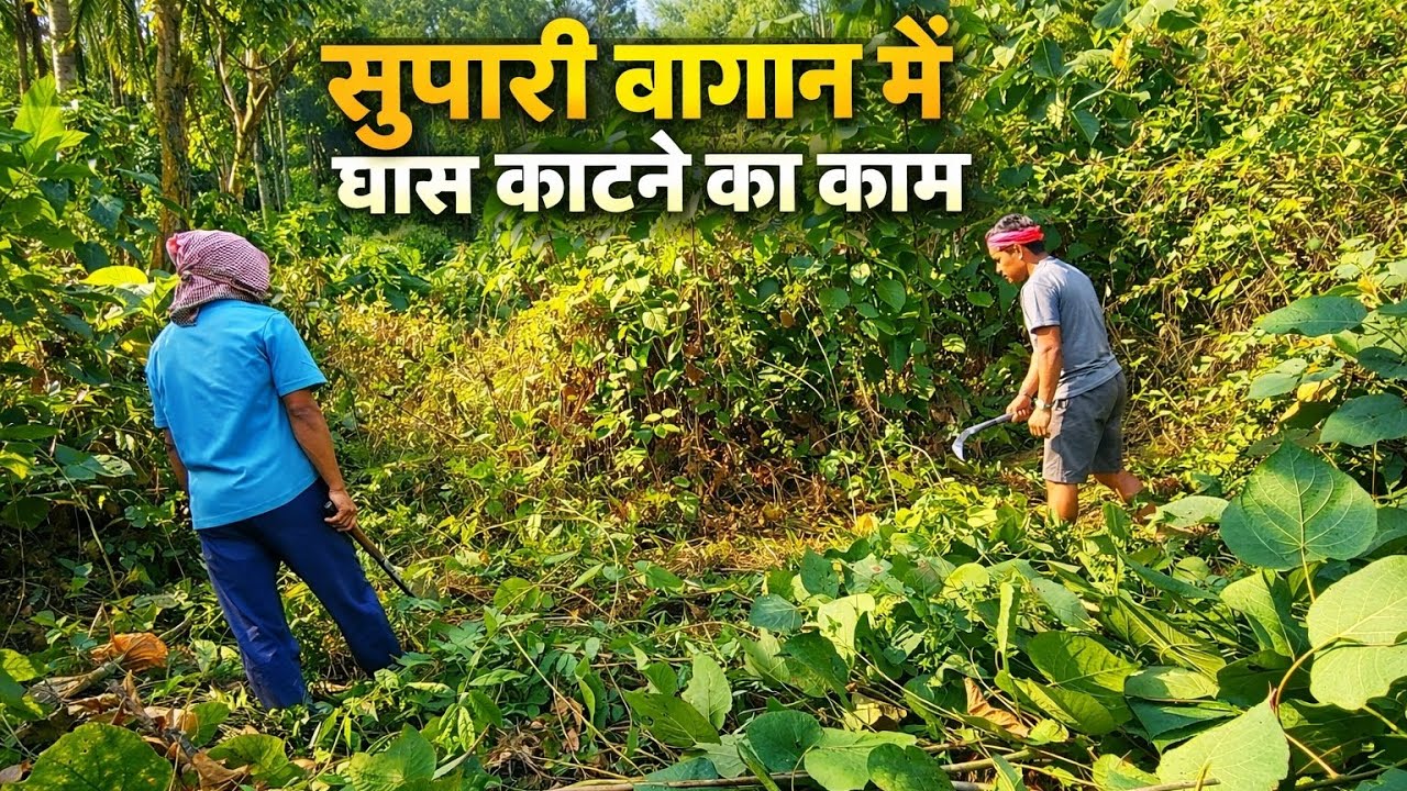 “Supari Bagan Me Grass Cutting Ka Kaam kiya 