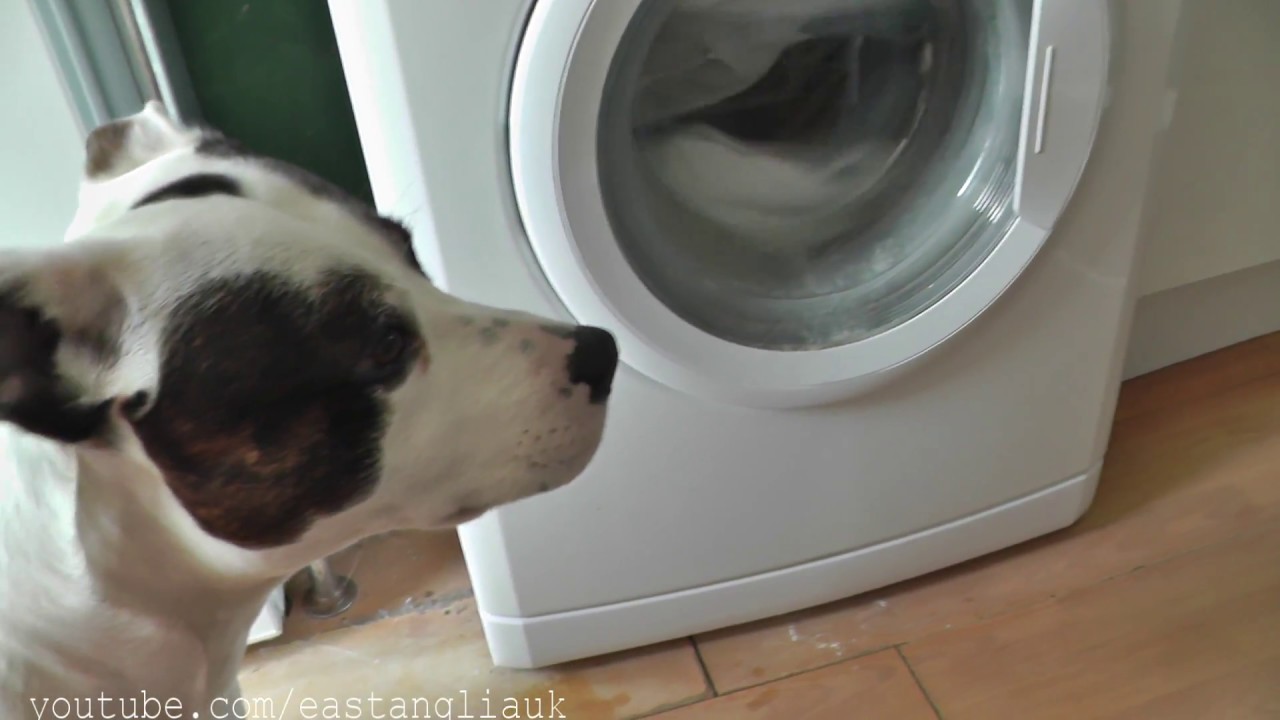 Update Video Whirlpool WWDC 7210/1 Washing Machine is making funny noises could be suspension & dog