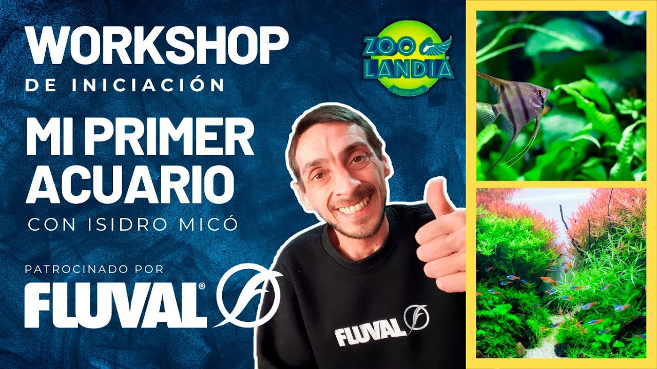 Mi primer acuario | Workshop Fluval en Zoolandia Valencia